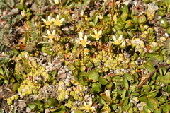 Saxifraga bryoides