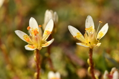 Saxifraga bryoides