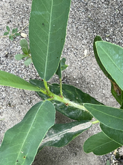 Pleradenophora bilocularis