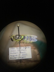 Odontomyia cincta