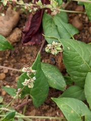 Fallopia convolvulus