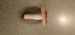 Russula amoenolens