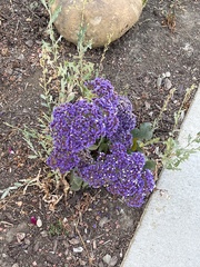 Limonium perezii