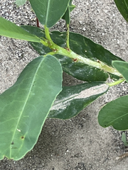 Pleradenophora bilocularis