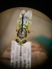 Odontomyia cincta