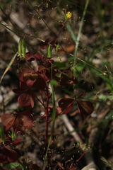 Oxalis stricta rufa