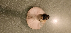 Russula amoenolens
