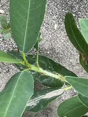 Pleradenophora bilocularis