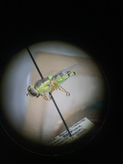 Odontomyia cincta
