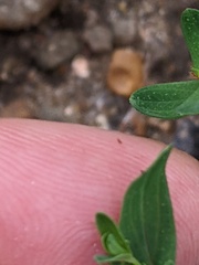 Fallopia convolvulus