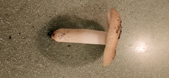 Russula amoenolens