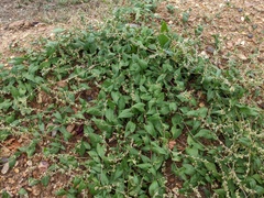 Fallopia convolvulus