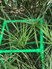 Cyperus alternifolius