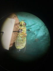 Odontomyia cincta