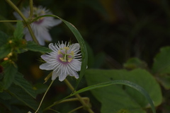 Passiflora foetida