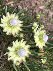 Protea scolymocephala