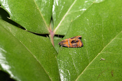 Olethreutes subtilana