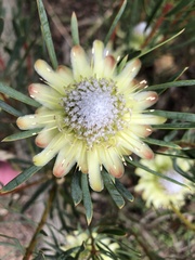 Protea scolymocephala