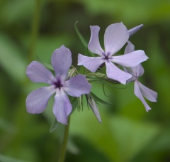 Phlox divaricata