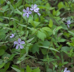 Phlox divaricata