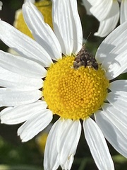 Tripleurospermum inodorum