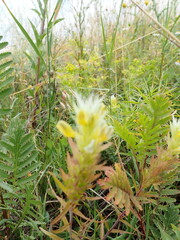 Melampyrum argyrocomum