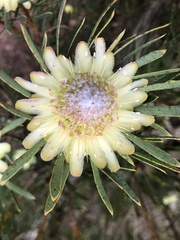 Protea scolymocephala