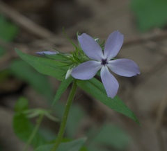Phlox divaricata