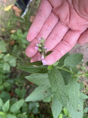 Teucrium canadense