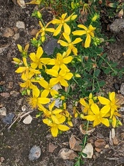 Hypericum perforatum