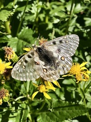 Parnassius smintheus