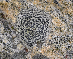 Lecanoromycetidae