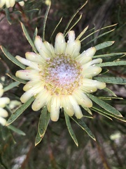 Protea scolymocephala