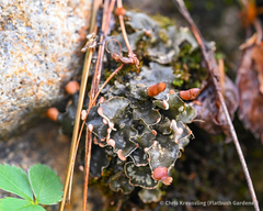 Peltigera polydactylon
