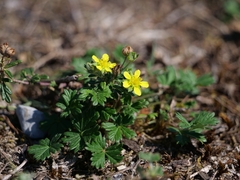 Potentilla argentea