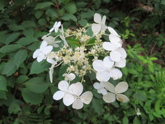 Hydrangea paniculata