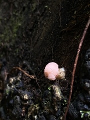Dibaeis baeomyces