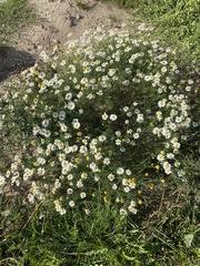 Tripleurospermum inodorum