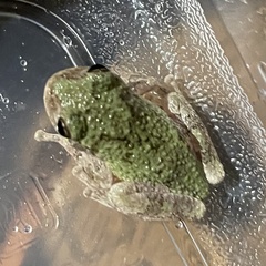 Hyla
