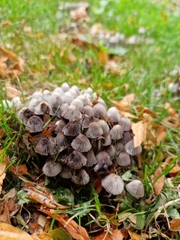 Coprinellus disseminatus