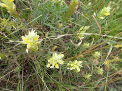 Melampyrum argyrocomum