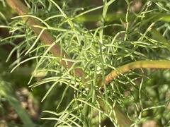 Tripleurospermum inodorum