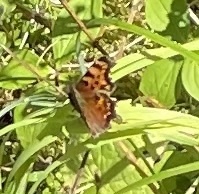 Polygonia faunus