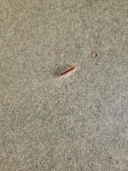 Hyphantria cunea