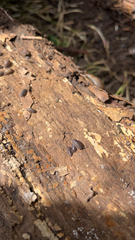Armadillidium nasatum