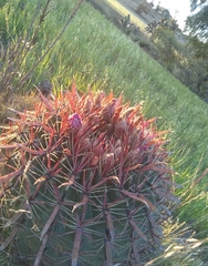 Ferocactus latispinus