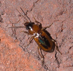 Stenolophus dissimilis