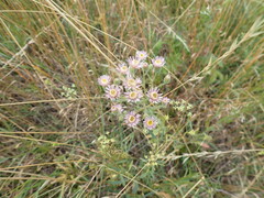 Erigeron acris podolicus