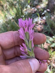 Castilleja lemmonii