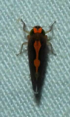 Metacephalus